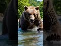 Big Brown Bear hunting Fish - watch this incredible Animal