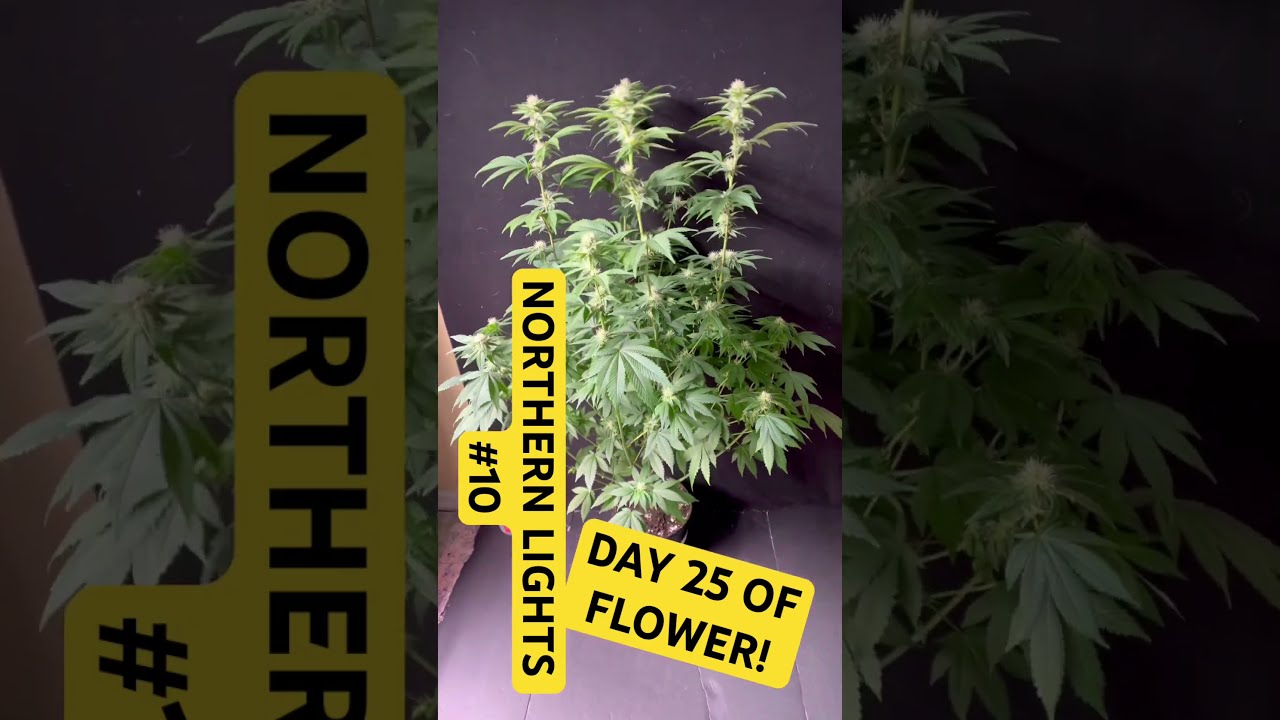 NORTHERN LIGHTS 10 DAY 25 OF FLOWER 