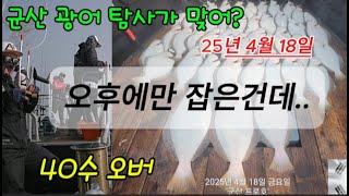군산 광어 탐사에 이렇게 나온다고?(250418)#광어다운샷