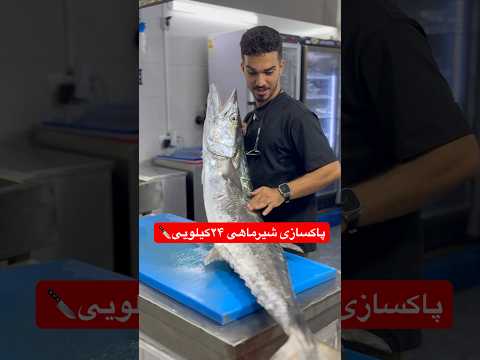 شیرماهی فقط و فقط صید قلابشو بگیر برای تهیه آبزیان واتساپ ا لودریا ۰۹۱۶۰۲۱۰۳۱۰