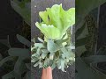 platycerrium #plants #garden #green #nature #housplants #tanamahias #orchids #aroids #antorium #fyp