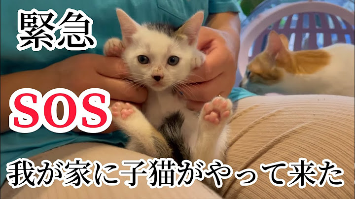 子猫緊急保護しました。