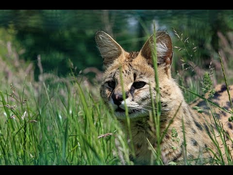 Video: Caracal-Katzen sind geschickte Raubtiere