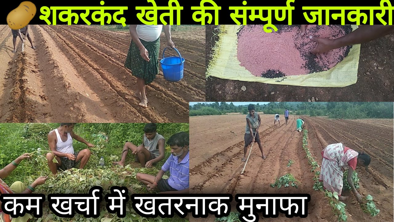🥔शकरकंद की खेती | Biggest Sweet Potato Farming - Harvesting | Sweet Potato Cultivation Technology