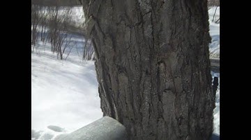 Maple Sugar Pt. 4 Sap Buckets