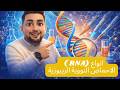 الاحماض النووية الريبوزية وتخليق البروتين احياء تالته ثانوي 