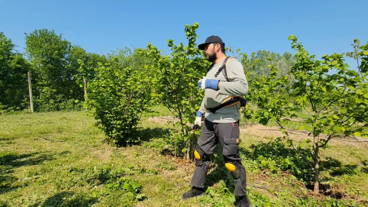 Pruning hazelnut bush - which metod is correct Part 3, Kako rezati žbun lješnika, treći dio