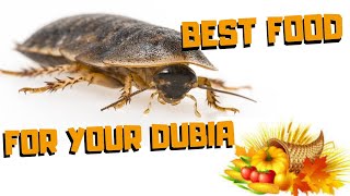 Best foods for dubias  |  AND Save A Ton Of Money!