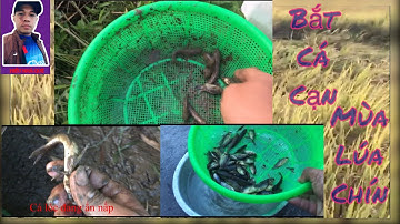 Bắt cá cạn mùa lúa chín - Lấy Cá đồng trên cạn và cái kết