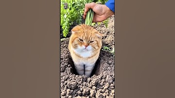 🥕😹 Farmer Finds Out His Carrots Are Alive! 🐾❤️ #FunnyVideo #AdorableCat