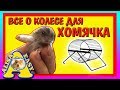 ВСЕ О КОЛЕСИКЕ ДЛЯ ХОМЯКА / КАКОЕ НУЖНО КОЛЕСО ХОМЯКУ ?  / как правильно выбрать / Alisa Easy Pets