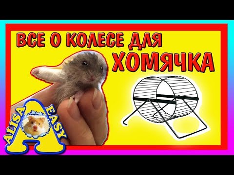 ВСЕ О КОЛЕСИКЕ ДЛЯ ХОМЯКА / КАКОЕ НУЖНО КОЛЕСО ХОМЯКУ? / как правильно выбрать / Alisa Easy Pets