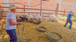 AYOTLAN JALISCO en 4k - vlog en el rancho de ayotlan jalisco