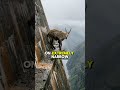 The Animal That Defies Gravity 😳 | Ibex Documentary