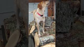 Grand Champion Bloodline, Red Tick Hound climbing around on a Red Oak