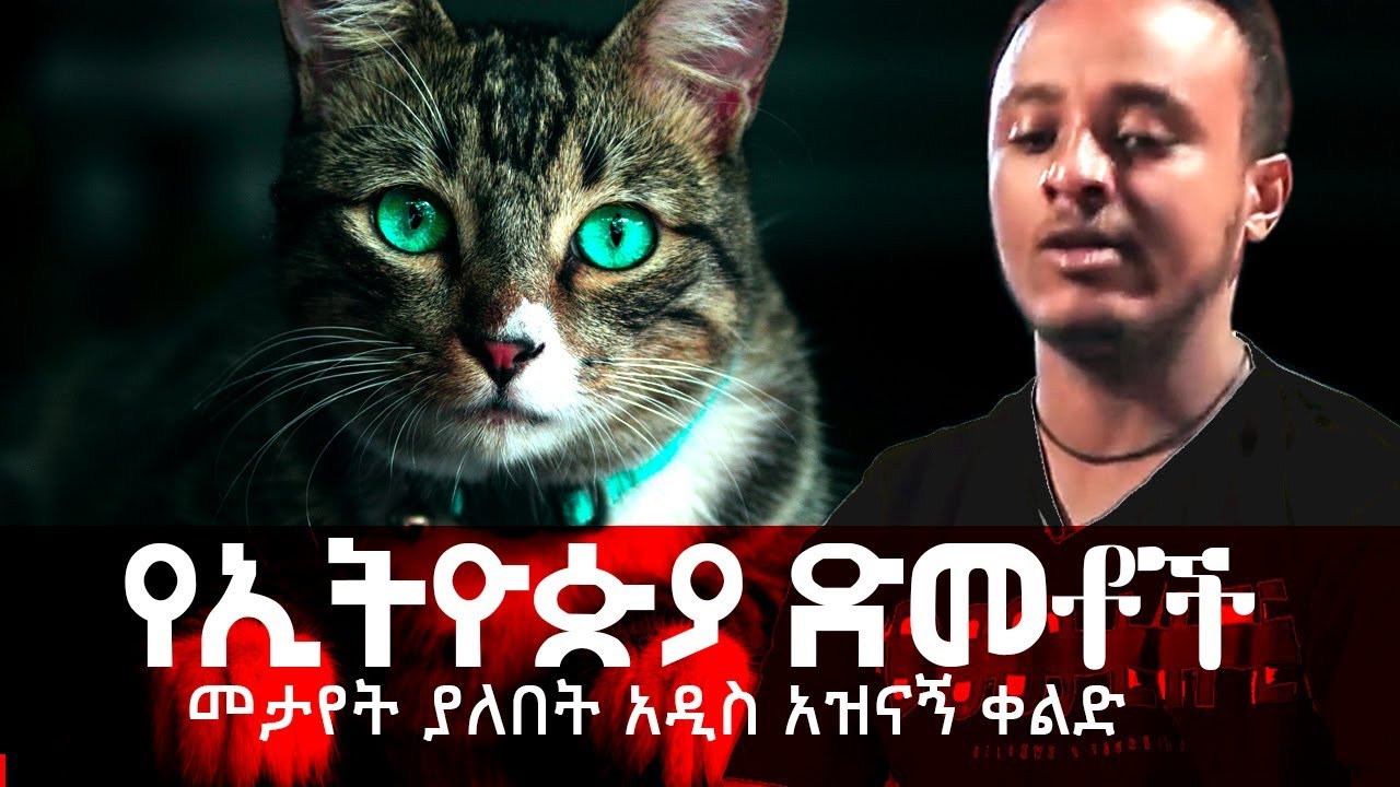 ETHIOPIA  ዜዶ*ድርሹ #የኢትዮጵያ ድመቶች አዲስ በጣም አስቂኝ ቀልድ demetwa ZEDO_DERSHU©TILET_TV official FILE 2019