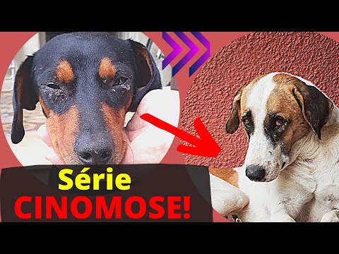 Vídeo: Cães de Serviço para Ansiedade