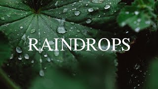 Raindrops 【PIANO & RAIN】– Beautiful Piano BGM & the Sound of Rain