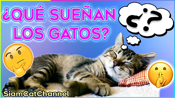 ¿Sueñan los gatos?