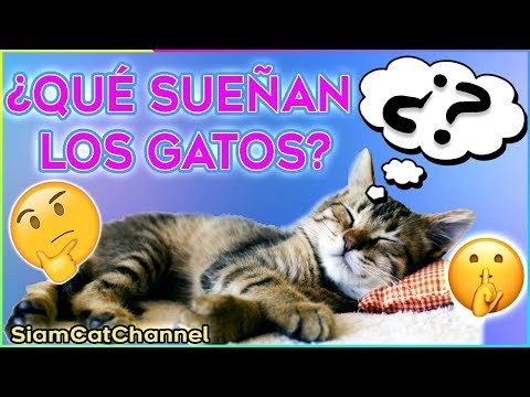 Video: ¿Cómo se comunican los gatos?