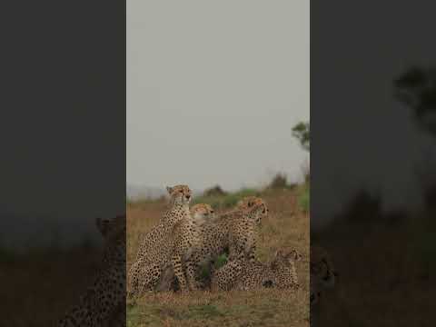 Nashipai The Fearless Mother