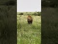 eski video bu özledik nerde bu? #lion #lionnation #wildlife #masaimaranationalpark