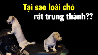 Tại sao loài chó rất trung thành??