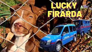 Emni̇yet Pi̇tbull Lucky Ni̇n Peşi̇nde Lucky Nerede ?