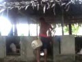 The best way to feed your pig's and the appropriate food for them (Must Watch) The best way to feed your pig's and the appropriate food for them (Must Watch)