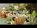 Крассулы Толстянки 2021