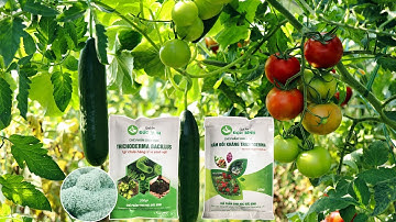 Nấm trichoderma loại nào tốt? 2 loại chế phẩm nấm đối kháng trichoderma Đức Bình tốt nhất hiện nay.