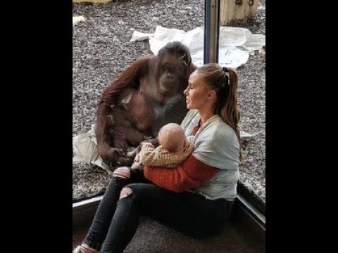 Мама села кормить ребенка в зоопарке. К ней подошла мать-орангутан