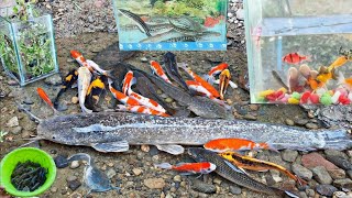 Catch colorful glofish, ornamental fish, koi fish, molly fish, betta fish, catfish, flowerhorn fish