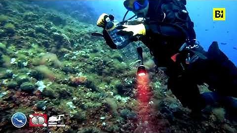 Isole Tremiti, il salvataggio di cavalluccio marino rimasto impigliato in una rete da pesca
