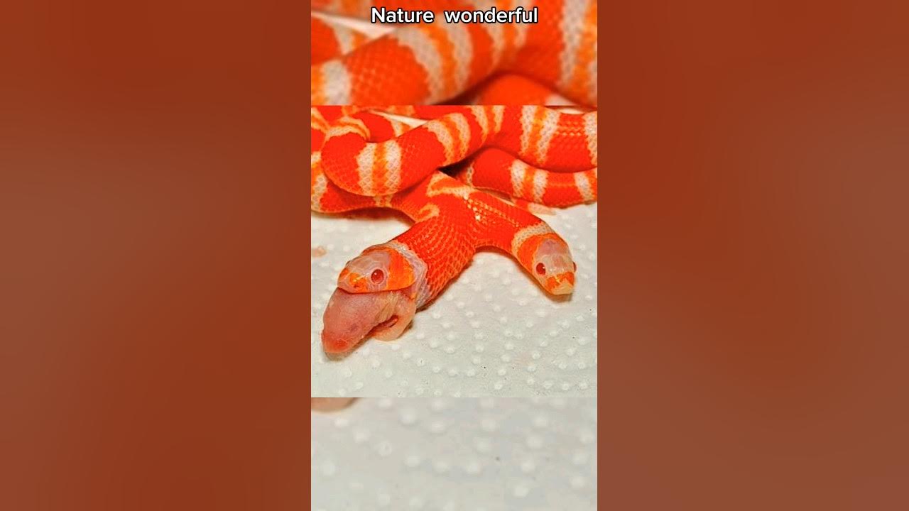 two-headed-animals-a-rare-marvel-in-nature-captivate-with-their