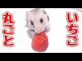 ハムスターにいちご丸ごとあげてみた！！ の動画、YouTube動画。