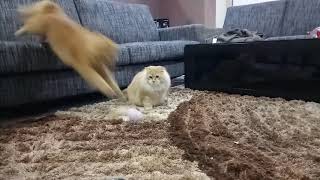 Silly and funny cat workout | American Bobtail & Maine Coon