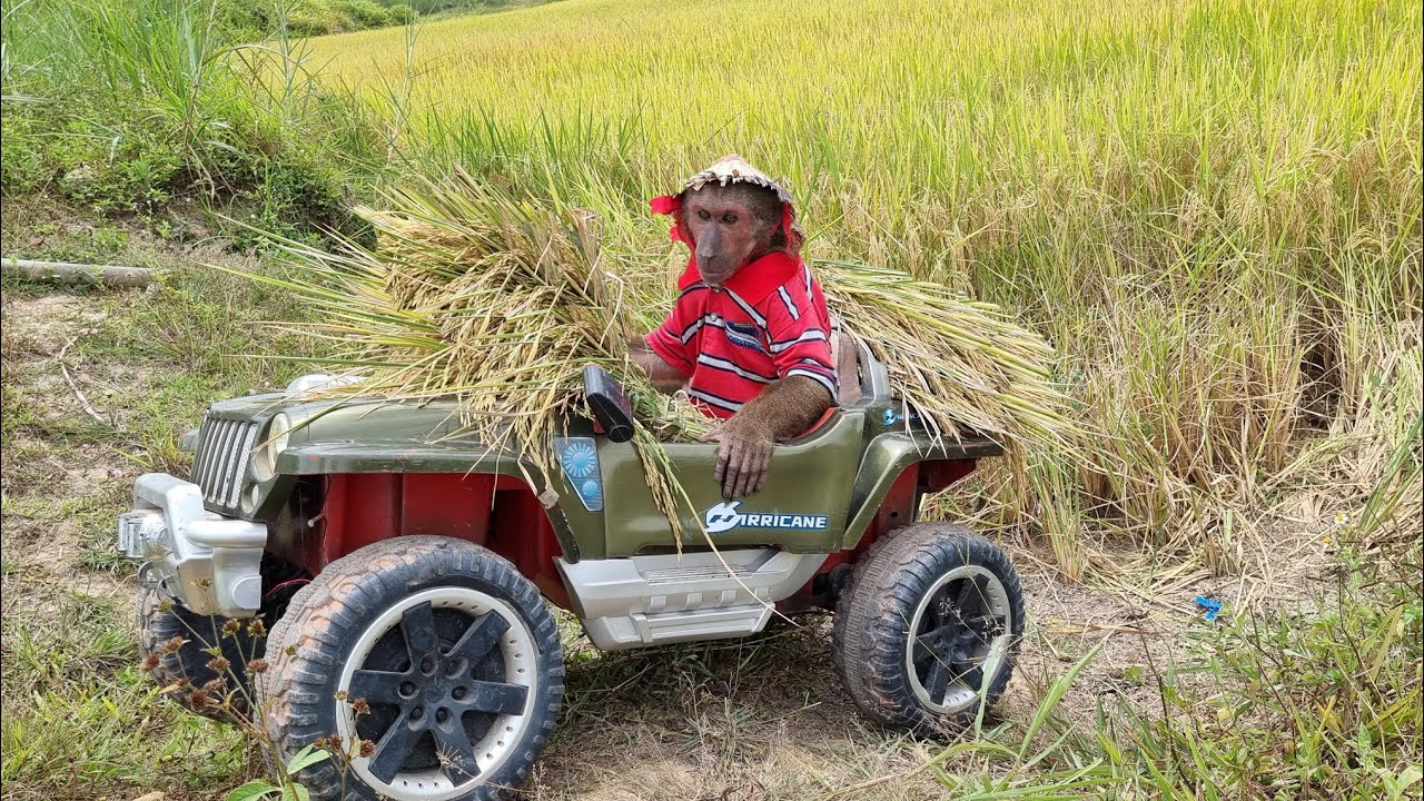 Farmer ABU busy morning to harvest rice - YouTube