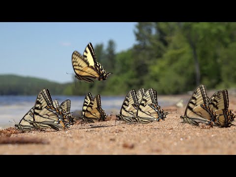 NATURAL WONDERS SEEN ON FISHING TRIPS - NATURE at LA RESERVE BEAUCHENE, PQ