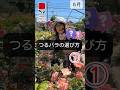 つるバラの選び方1 #相原バラ園 #バラ栽培 #ショート