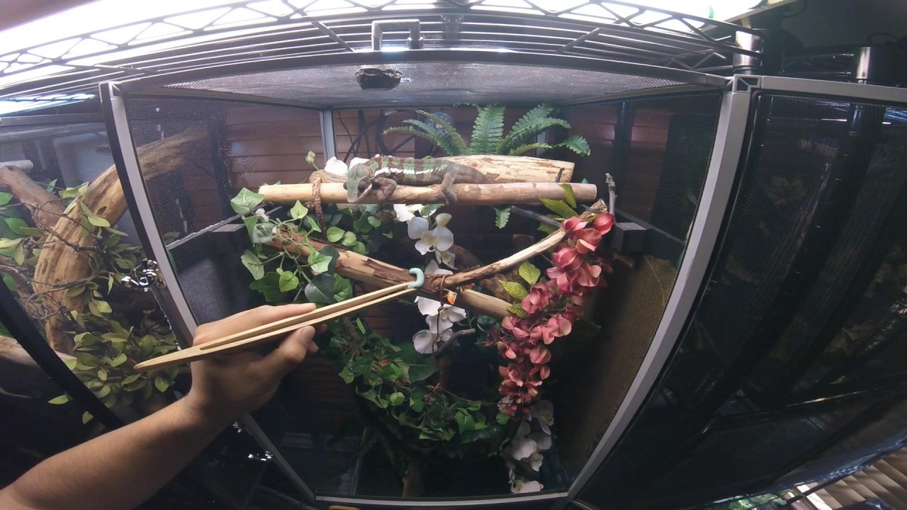 Ambilobe Panther Chameleon eats a Hornworm