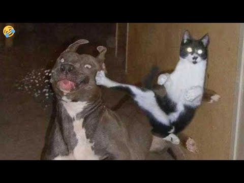 CATS vs DOGS 🐱🐶 What they allow themselves 🤣 FUNNY ANIMALS VIDEOS 2023