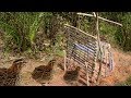 Awesome Quick Survival Bird Traps and Snares - How To Make Cage Bird Trap Work 100%