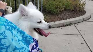 Wiggly tongue of American Eskimo dog by Jaymes Grossman 25 views 2 years ago 33 seconds