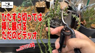 【多肉植物/塊根植物】#213 - 剪定したり、挿木したり、しているだけの動画【管理方法】