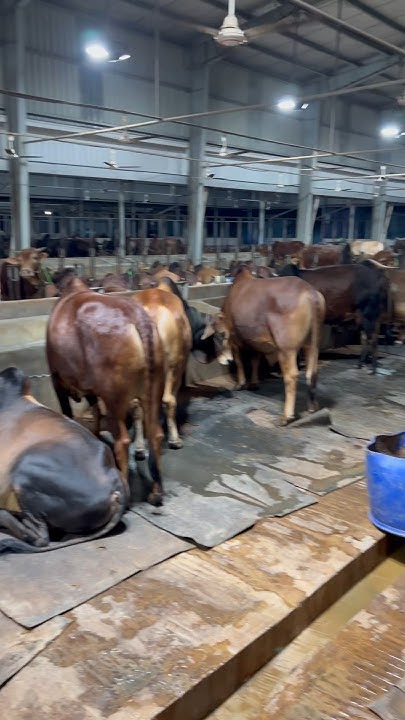 Largest Cattle Farm In The World Largest Cattle Farm In South Asia largest-cattle-farm-in-the-world-largest-cattle-farm-in-south-asia