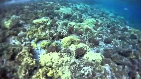 Molokini snorkeling