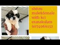 #shortvedio#puppies for sale in Kerala #dogs for sale in Kerala