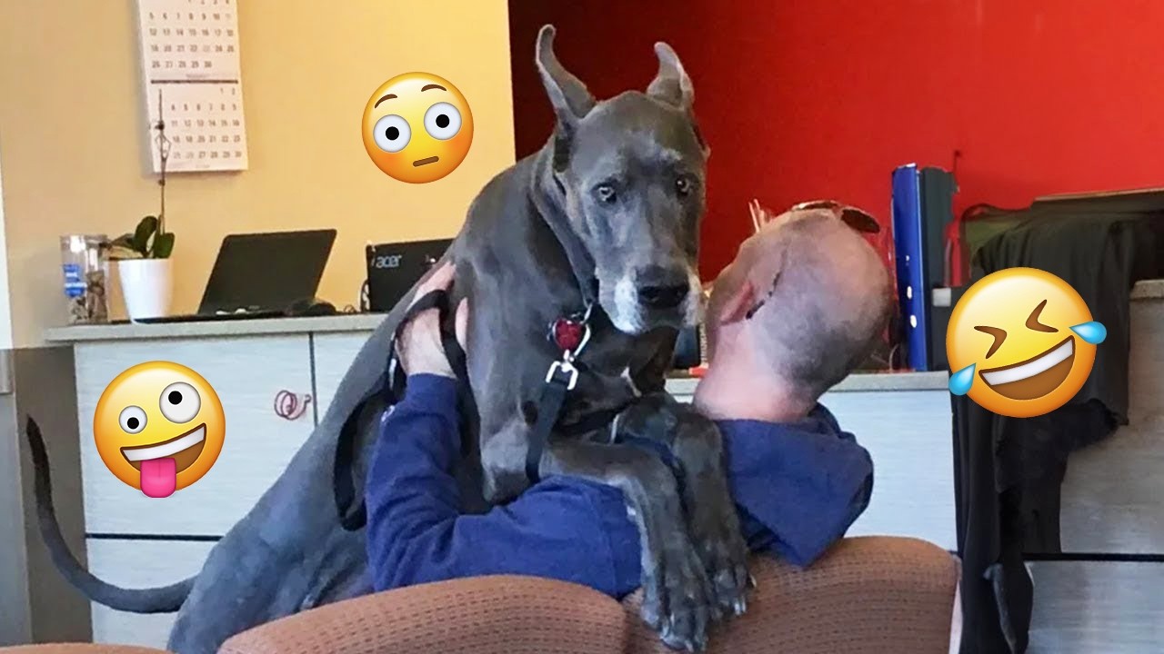 I dare you not to LAUGH at these FUNNY DOGS 😁🦮 - Best Funny Animals Videos 2026 #377