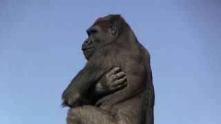 シャバーニ家族 1172  Shabani family gorilla